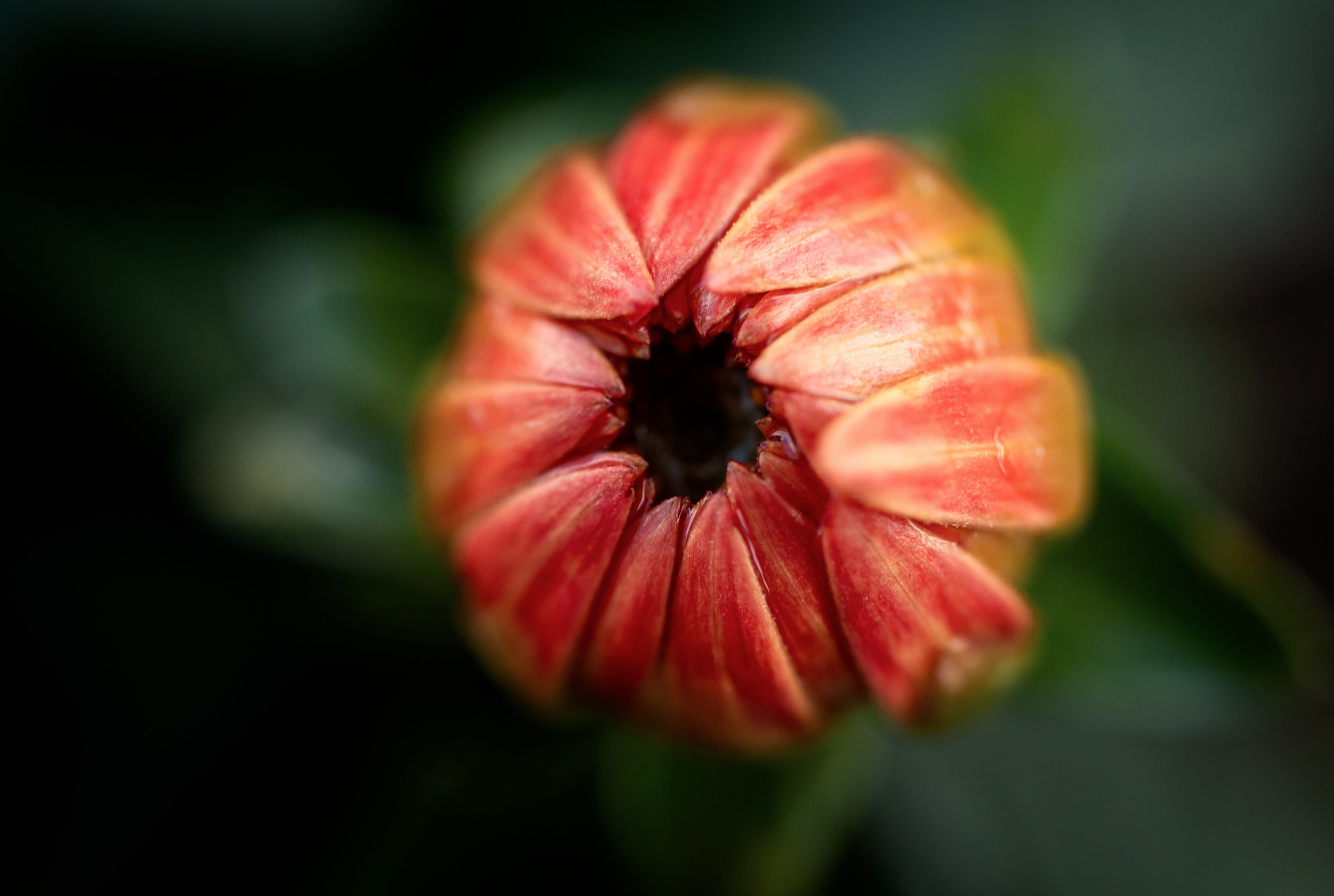 Knop Schoonheid